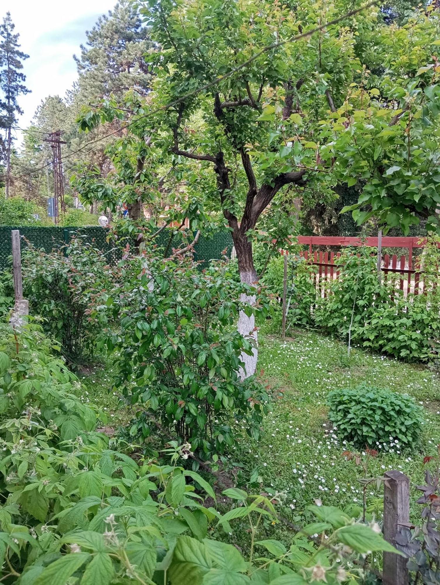 Milica Apartmani Врдник Экстерьер фото